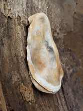 Charger l'image dans la galerie, Trésor de la Mer "Préférée 2"