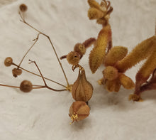 Charger l'image dans la galerie, " Tonalités dorées"