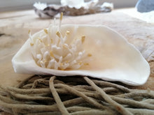 Charger l'image dans la galerie, Trésor de la Mer " Anémone de mer"