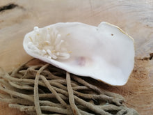 Charger l'image dans la galerie, Trésor de la Mer " Pics et Pépite"