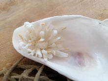 Charger l'image dans la galerie, Trésor de la Mer " Pics et Pépite"