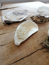 Charger l'image dans la galerie, Trésor de la Mer " Anémone de mer"