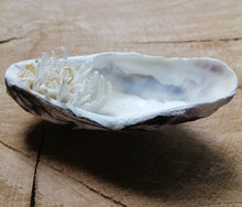 Charger l'image dans la galerie, Trésor de la Mer " Fleur de mer"