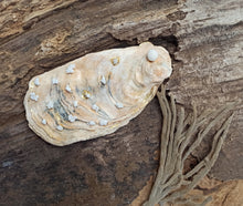 Charger l'image dans la galerie, Trésor de la Mer "Préférée 2"