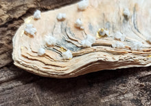 Charger l'image dans la galerie, Trésor de la Mer "Préférée 2"